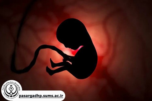 هر آنچه والدین باید در مورد بند ناف نوزادشان بدانند 